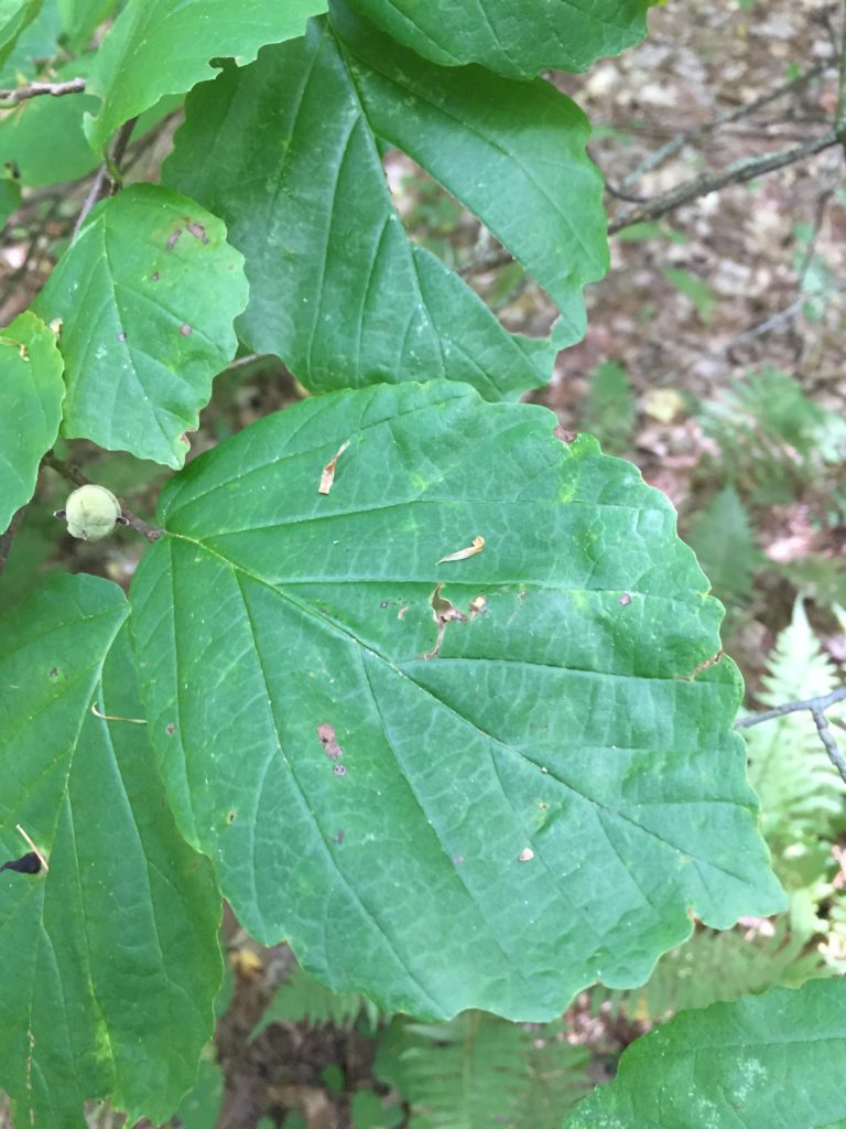 Witch hazel - Hamamelis virginiana