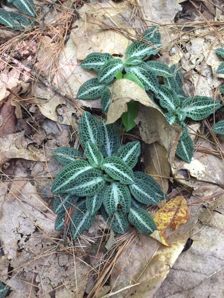 Downy Rattlesnake Plaintain - Goodyera pubescens