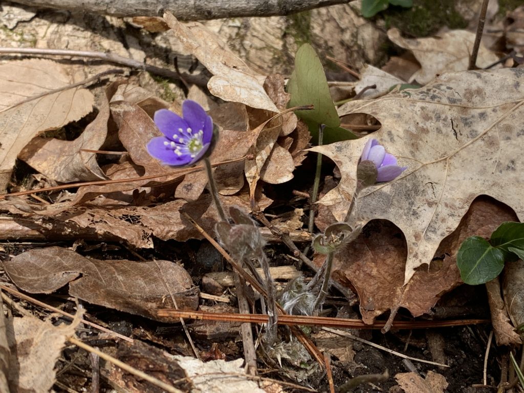 Round-lobed hepatica. Two purple and white blooms of short flower with a fuzzy stem and a tri-lobed leaf.