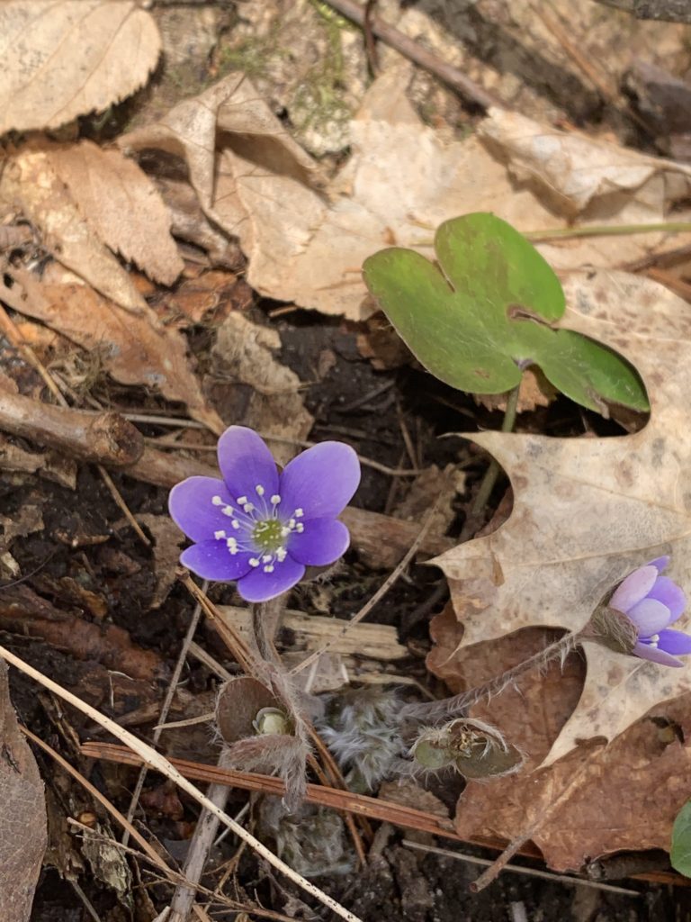 Round-lobed hepatica. Two purple and white blooms of short flower with a fuzzy stem and a tri-lobed leaf.