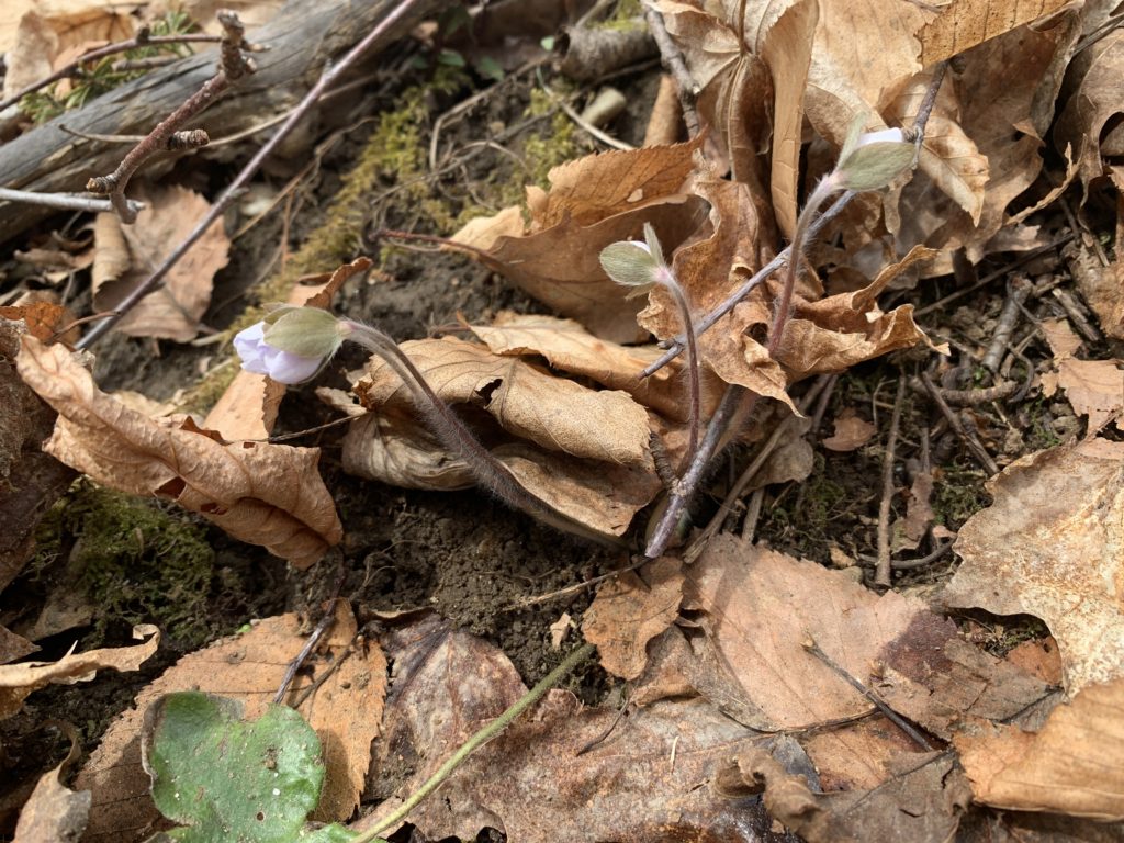 Round-lobed hepatica (Hepatica americana) coming into bloom. Three small partially-closed whitish-pink flower buds, with furry stems and tri-lobed leaves. 