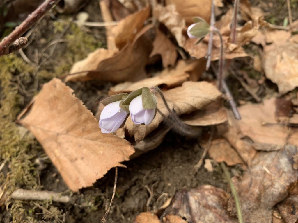 Round-lobed hepatica (Hepatica americana) coming into bloom. Three small partially-closed whitish-pink flower buds, with furry stems and tri-lobed leaves.