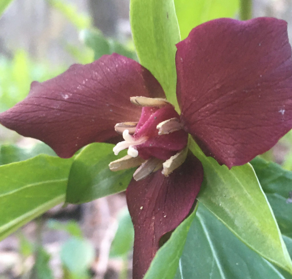 Closeup of red trillium, showed the male and female reproductive structures. 