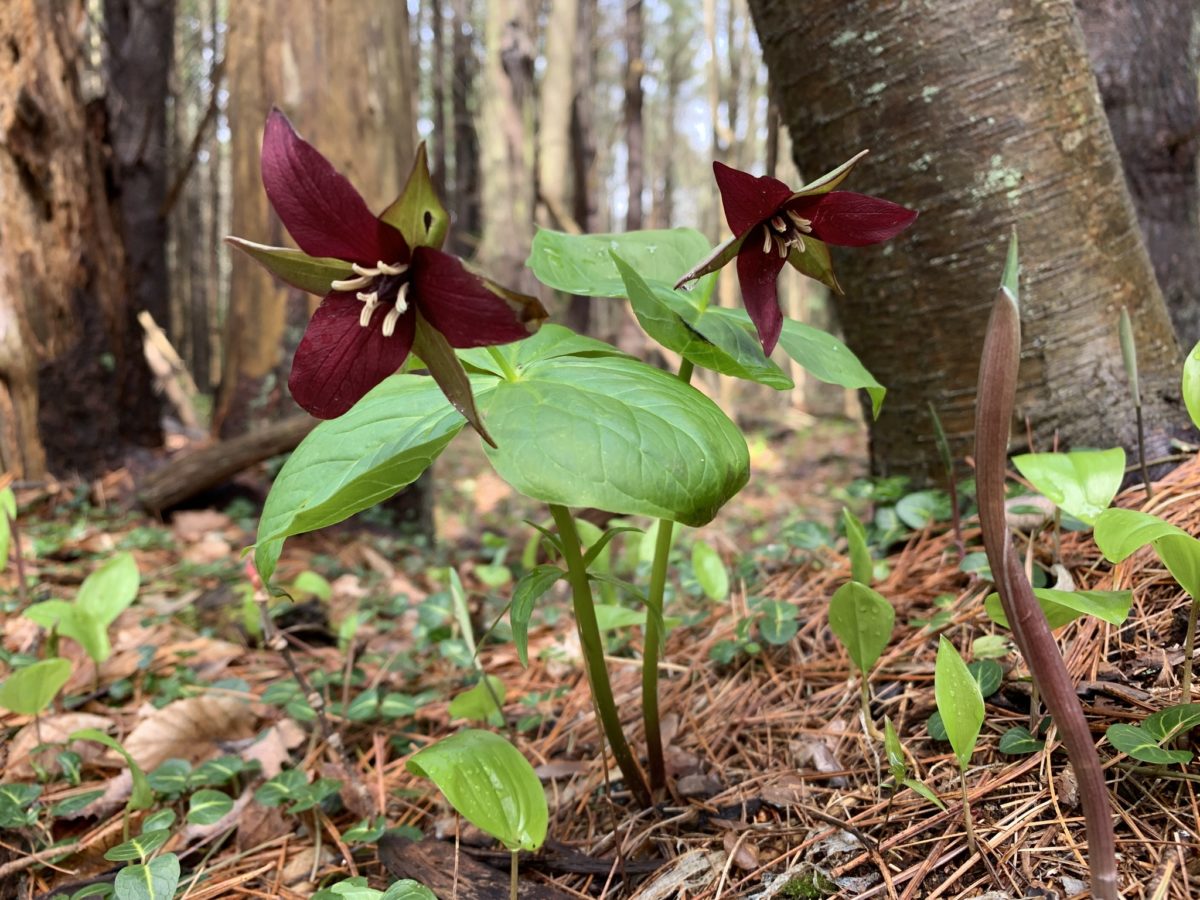 Two red trilliums (Trillium erectum). Each is plant with three leaves, three sepals, and three red petals.