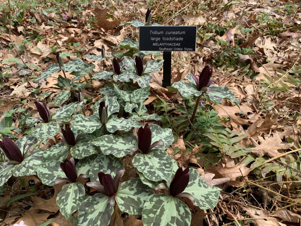 Trillium cuneatum. A low-growing, bunching flower with three mottled leaves and a deep burgundy, upright flower.